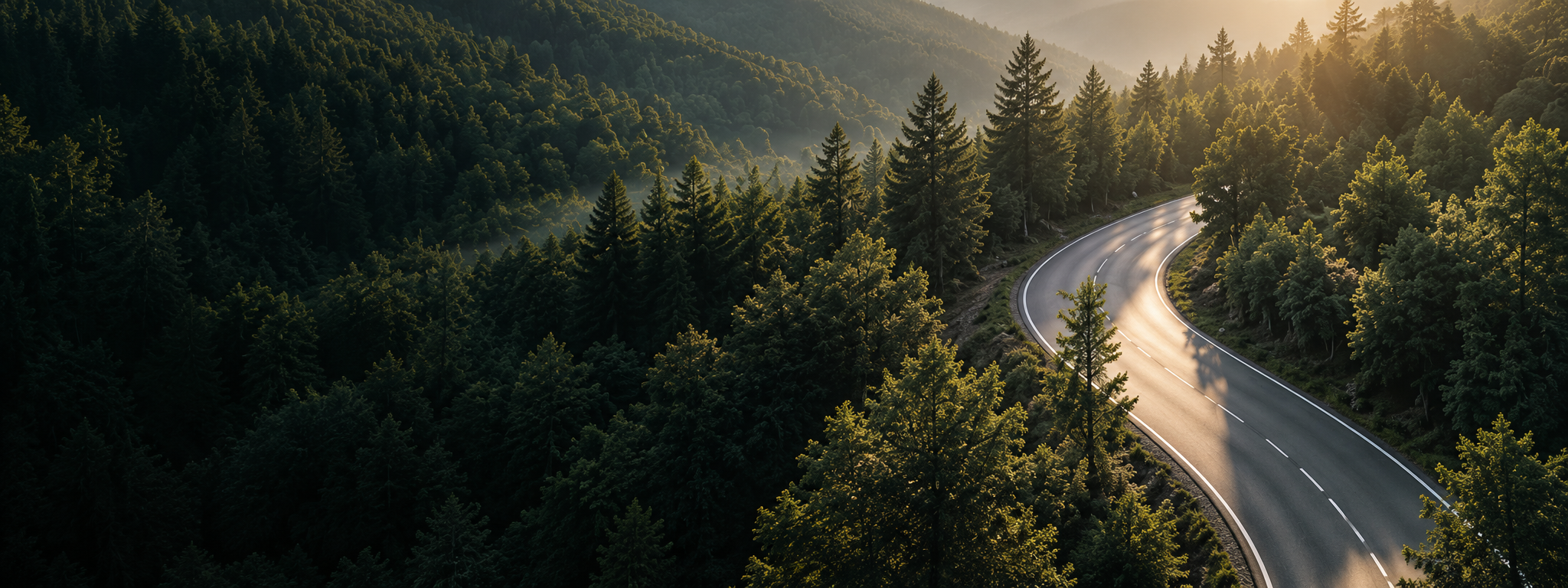 Winding road through an evergreen forest